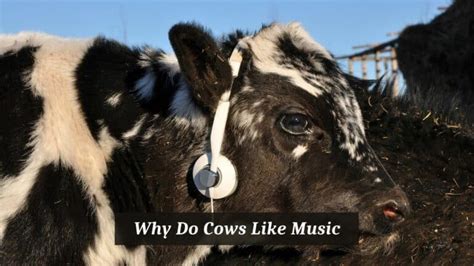 Do Cows Like Music? And Can They Dance to the Beat of the Universe?