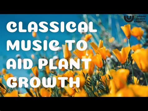 What Music Helps Plants Grow: Exploring the Symphony of Nature and Nurture